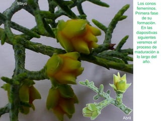Los conos
femeninos.
Primera fase
de su
formación.
En las
diapositivas
siguientes
veremos el
proceso de
maduración a
lo largo del
año.
Abril
Mayo
 