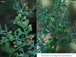 Evolución a lo largo de la primavera.
Abril Mayo
 
