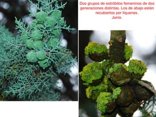 Dos grupos de estróbilos femeninos de dos
generaciones distintas. Los de abajo están
recubiertos por líquenes.
Junio.
 