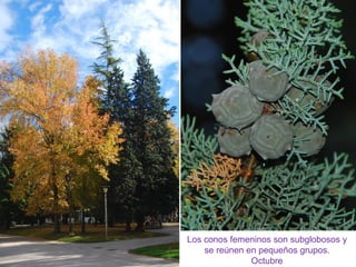 Los conos femeninos son subglobosos y
se reúnen en pequeños grupos.
Octubre
 
