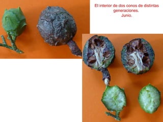 El interior de dos conos de distintas
generaciones.
Junio.
 
