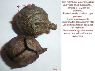 Dos estróbilos femeninos (tras
uno y dos años madurando).
Tamaño 2 - 3,2 cm de
diámetro.
Revestidos de una fina capa
pruinosa.
Escamas claramente
mucronadas (con mucrón (1))
Las semillas tardan dos años
en madurar.
El cono de abajo está en una
etapa de maduración más
avanzada.
Marzo
 