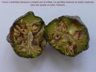 Cono o estróbilo femenino cortado por la mitad. La semillas todavía no están maduras
(aún les queda un año). Febrero.
 