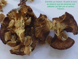 Estróbilo ya maduro. Al partir el cono
se observa que las escamas son
peltadas (se fijan por el centro).
Febrero.
 