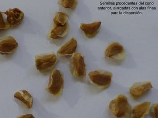 Semillas procedentes del cono
anterior, alargadas con alas finas
para la dispersión.
 