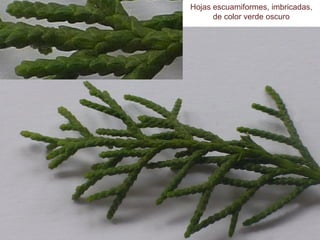 Hojas escuamiformes, imbricadas,
de color verde oscuro
 