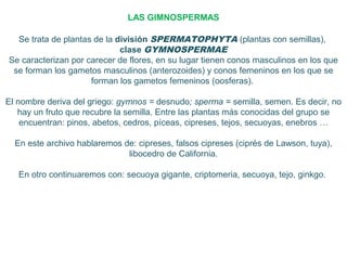 LAS GIMNOSPERMAS
Se trata de plantas de la división SPERMATOPHYTA (plantas con semillas),
clase GYMNOSPERMAE
Se caracterizan por carecer de flores, en su lugar tienen conos masculinos en los que
se forman los gametos masculinos (anterozoides) y conos femeninos en los que se
forman los gametos femeninos (oosferas).
El nombre deriva del griego: gymnos = desnudo; sperma = semilla, semen. Es decir, no
hay un fruto que recubre la semilla. Entre las plantas más conocidas del grupo se
encuentran: pinos, abetos, cedros, píceas, cipreses, tejos, secuoyas, enebros …
En este archivo hablaremos de: cipreses, falsos cipreses (ciprés de Lawson, tuya),
libocedro de California.
En otro continuaremos con: secuoya gigante, criptomeria, secuoya, tejo, ginkgo.
 