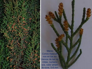 Marzo
Conos masculi-
nos en los ex-
tremos de las ra-
mitas, numero-
sos, color amari-
llo-ocre, 5-8 mm
 