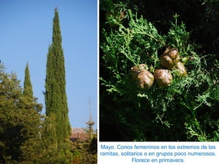 Mayo. Conos femeninos en los extremos de las
ramitas, solitarios o en grupos poco numerosos.
Florece en primavera.
 