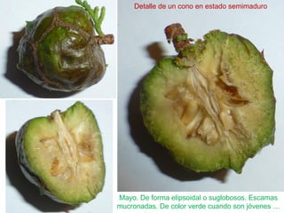 Mayo. De forma elipsoidal o suglobosos. Escamas
mucronadas. De color verde cuando son jóvenes …
Detalle de un cono en estado semimaduro
 