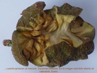 … y pardo-grisáceo al madurar. Escamas peltadas. En la imagen estróbilo abierto al
calentarlo. Enero
 