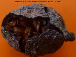 Estróbilo que se ha abierto al madurar. Enero (2º año).
 