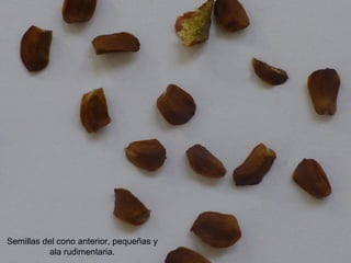 Semillas del cono anterior, pequeñas y
ala rudimentaria.
 