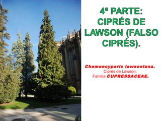 Chamaecyparis lawsoniana.
Ciprés de Lawson.
Familia CUPRESSACEAE.
 