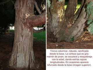 Tronco columnar, robusto, ramificado
desde la base. La corteza que es gris-
marrón de joven, se oscurece y resquebraja
con la edad, dando estrías rojizas
longitudinales. En ocasiones aparece
bifurcado desde la base (imagen superior).
 