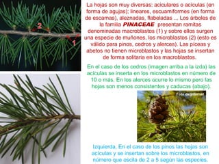 La hojas son muy diversas: aciculares o acículas (en
forma de agujas); lineares, escuamiformes (en forma
de escamas), aleznadas, flabeladas ... Los árboles de
la familia PINACEAE presentan ramitas
denominadas macroblastos (1) y sobre ellos surgen
una especie de muñones, los microblastos (2) (esto es
válido para pinos, cedros y alerces). Las píceas y
abetos no tienen microblastos y las hojas se insertan
de forma solitaria en los macroblastos.
En el caso de los cedros (imagen arriba a la izda) las
acículas se inserta en los microblastos en número de
10 o más. En los alerces ocurre lo mismo pero las
hojas son menos consistentes y caducas (abajo).
Izquierda, En el caso de los pinos las hojas son
acículas y se insertan sobre los microblastos, en
número que oscila de 2 a 5 según las especies.
Foto de internet
 