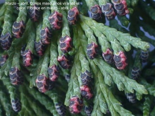 Marzo – abril. Conos masculinos virando el
color. Florece en marzo - abril
 