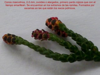 Conos masculinos, 2-3 mm, ovoides o alargados, primero pardo rojizos que con el
tiempo amarillean. Se encuentran en los extremos de las ramitas. Formados por
escamas en las que están los sacos polínicos.
 