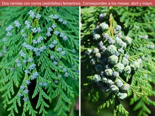 Dos ramitas con conos (estróbilos) femeninos. Corresponden a los meses: abril y mayo.
 