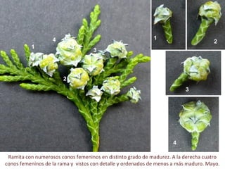 Ramita con numerosos conos femeninos en distinto grado de madurez. A la derecha cuatro
conos femeninos de la rama y vistos con detalle y ordenados de menos a más maduro. Mayo.
1
14
4
3
3
2
2
 