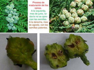 Proceso de
maduración de los
conos.
A la izquierda,
mes de junio, to-
davía no se apre-
cian las semillas.
A la derecha, mes
de agosto, con las
semillas patentes.
 