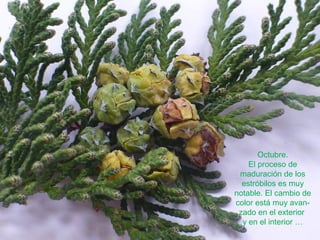 Octubre.
El proceso de
maduración de los
estróbilos es muy
notable. El cambio de
color está muy avan-
zado en el exterior
y en el interior …
 