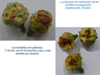… y el proceso de maduración de las
semillas ha progresado
notablemente. Octubre.
Los estróbilos son globosos,
7-10 mm, con 8-10 escamas y dos o más
semillas por escama.
 