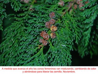 A medida que avanza el año los conos femeninos van madurando, cambiando de color
y abriéndose para liberar las semilla. Noviembre.
 