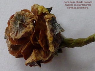 Cono semi-abierto que nos
muestra en su interior las
semillas. Diciembre.
 