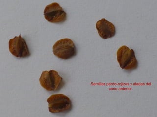 Semillas pardo-rojizas y aladas del
cono anterior.
 