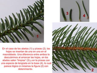En el caso de los abetos (1) y píceas (2), las
hojas se insertan de una en una en el
macroblasto. Una diferencia entre ambos la
descubrimos al arrancar las hojas, en los
abetos salen “limpias” (3) y en la píceas con
una especie de lengüeta en la base (4), lo cual
parece lógico si miramos la figura (2) con
detenimiento.
 