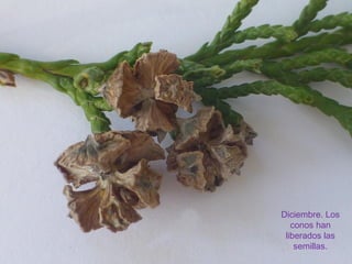 Diciembre. Los
conos han
liberados las
semillas.
 