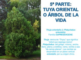 Thuja orientalis (o Platycladus
orientalis).
Familia CUPRESSACEAE.
Thuja deriva de “Thyou” que significa
“árbol que segrega resina”.
Platycladus: del griego: πλατος, ancho,
llano, plano y κλάδόος, rama, ramita o sea
"de ramas planas“. Las ramitas se
desarrollan en un plano vertical.
orientalis: por su origen chino.
 