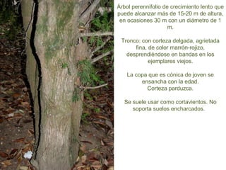 Árbol perennifolio de crecimiento lento que
puede alcanzar más de 15-20 m de altura,
en ocasiones 30 m con un diámetro de 1
m.
Tronco: con corteza delgada, agrietada
fina, de color marrón-rojizo,
desprendiéndose en bandas en los
ejemplares viejos.
La copa que es cónica de joven se
ensancha con la edad.
Corteza parduzca.
Se suele usar como cortavientos. No
soporta suelos encharcados.
 
