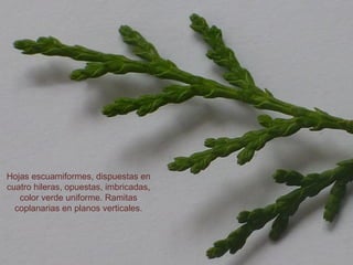 Hojas escuamiformes, dispuestas en
cuatro hileras, opuestas, imbricadas,
color verde uniforme. Ramitas
coplanarias en planos verticales.
 