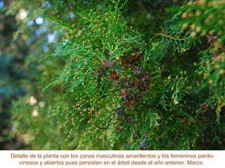 Detalle de la planta con los conos masculinos amarillentos y los femeninos pardo-
vinosos y abiertos pues persisten en el árbol desde el año anterior. Marzo.
 