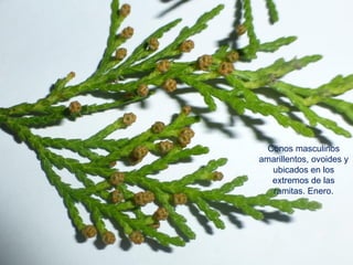 Conos masculinos
amarillentos, ovoides y
ubicados en los
extremos de las
ramitas. Enero.
 