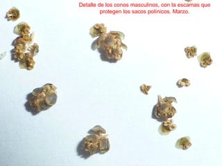 Detalle de los conos masculinos, con la escamas que
protegen los sacos polínicos. Marzo.
 