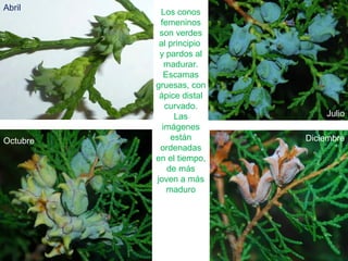 Los conos
femeninos
son verdes
al principio
y pardos al
madurar.
Escamas
gruesas, con
ápice distal
curvado.
Las
imágenes
están
ordenadas
en el tiempo,
de más
joven a más
maduro
Abril
Julio
Octubre Diciembre
 