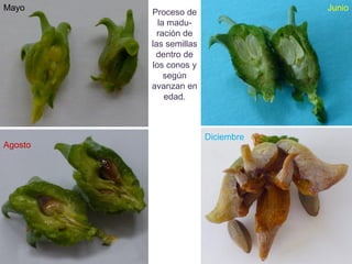 Proceso de
la madu-
ración de
las semillas
dentro de
los conos y
según
avanzan en
edad.
Agosto
Diciembre
JunioMayo
 