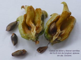 Conos se abren y liberan semillas
de 4 a 6 mm de longitud, ápteras
sin ala. Octubre.
 