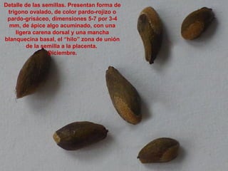 Detalle de las semillas. Presentan forma de
trigono ovalado, de color pardo-rojizo o
pardo-grisáceo, dimensiones 5-7 por 3-4
mm, de ápice algo acuminado, con una
ligera carena dorsal y una mancha
blanquecina basal, el “hilo” zona de unión
de la semilla a la placenta.
Diciembre.
 