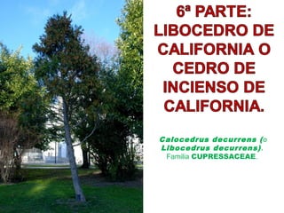 Calocedrus decurrens (o
Libocedrus decurrens).
Familia CUPRESSACEAE.
 
