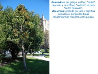 Calocedrus: del griego, καλλος, "callos",
hermoso y de χέδρος, "cedros", es decir
"cedro hermoso".
decurrens: procede del latín y significa
decurrente, porque las hojas
escuamiformes recubren unas a otras.
 