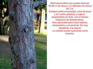 Árbol perennifolio que puede alcanzar
40-60 m de altura y un diámetro de tronco
de 3 m.
Corteza pardo-anaranjada y lisa de joven
y se vuelve grisácea y rugosa ,
separándose en tiras, con el tiempo.
Originario de Norteamérica.
Muy apreciado para hacer lápices,
marquetería y ornamental. Es muy
resistente a la sequía.
La corteza puede quemarse como
incienso.
 