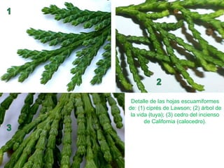 Detalle de las hojas escuamiformes
de: (1) ciprés de Lawson; (2) árbol de
la vida (tuya); (3) cedro del incienso
de California (calocedro).
 