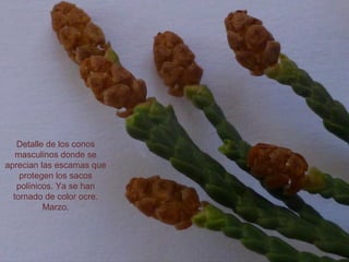 Detalle de los conos
masculinos donde se
aprecian las escamas que
protegen los sacos
polínicos. Ya se han
tornado de color ocre.
Marzo.
 