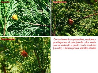 Conos femeninos pequeños, ovoides y
puntiagudos, al principio de color verde
que va variando a pardo con la madurez
(un año). Liberan pocas semillas aladas
 