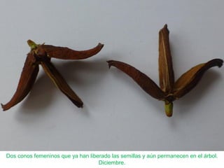 Dos conos femeninos que ya han liberado las semillas y aún permanecen en el árbol.
Diciembre.
 