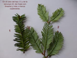 En el caso del tejo (1) y de la
secuoya (2), las hojas son
lineares y más o menos
coplanarias.
1
2
 